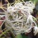 LitLinks: Weeds! A free resource to connect science, literacy, and social-emotional learning