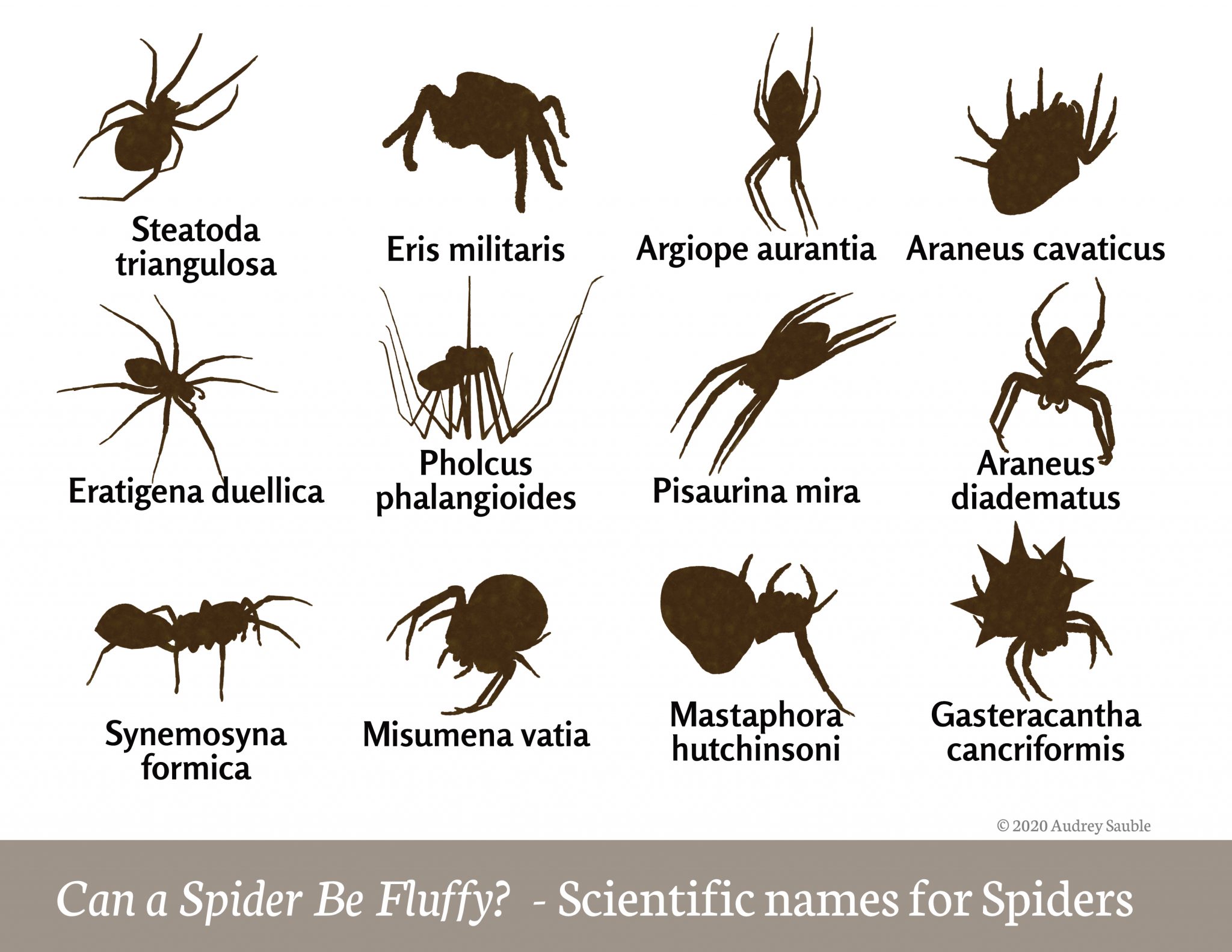 LitLinks How to make spiders lovable with scientific classification