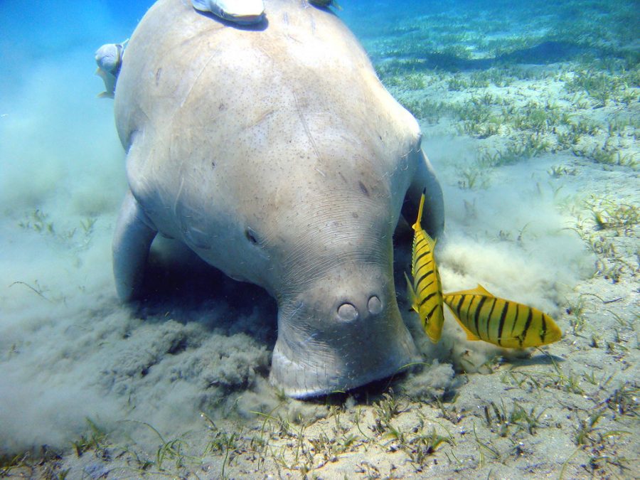 Dugong Odd Bods