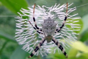 writing spider