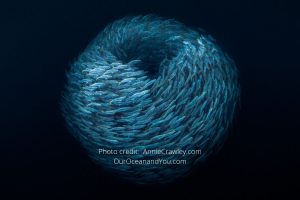 LitLinks: How to share our ocean connections with kids and teens