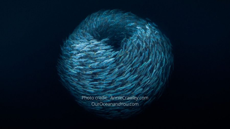 LitLinks: How to share our ocean connections with kids and teens