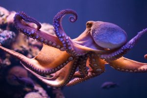 octopus-3658339290_867371ea49_b.jpg