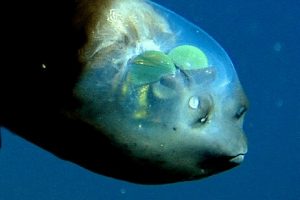 Barreleye Fish with see-through head