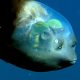 LitLinks: Share FIN-tastic fun about the odd ways fish survive