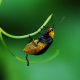LitLinks: Un-bee-lievable STEAM activities to make students wild about insects