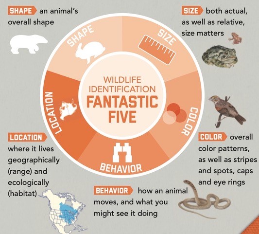 Fantastic Five