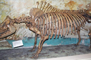 Fossil rhinocerous-JamesSt.John