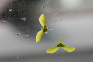 Maple seeds - biomimicry