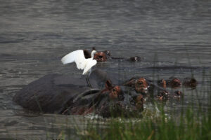 Egret and Hippo - 23391404342_3000fae007_b