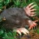 LitLinks: Give students an up-close look at astonishing animal adaptations