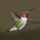 LitLinks: The BEST bird lessons integrating STEM and language arts