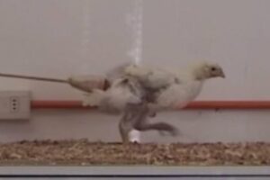 ignobel09