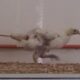 LitLinks: How a plunger on the butt of a chicken inspires an easy modeling lesson
