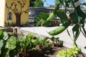 school garden