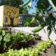 LitLinks: How does a school garden sprout young readers? Find out in 4 easy lessons!