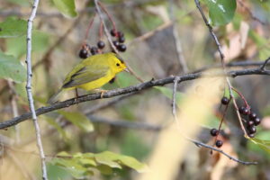 WIWA male Helena 2020_09_05_0709