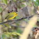 LitLinks: 3 great ways to discover how complexity improves the habitats of migrating birds