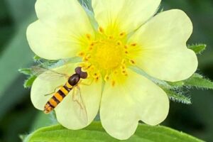 syrphid_Genus Sphaerophoria – globetail 2021-06-23