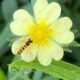 LitLinks: Let’s investigate why flies are important to nature