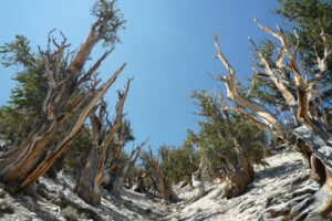 oldest trees