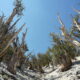 LitLinks: The secrets of the bristlecone