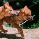 LitLinks: How to inspire nature poetry with predator-prey relationships