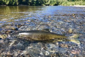 Salmon spawning