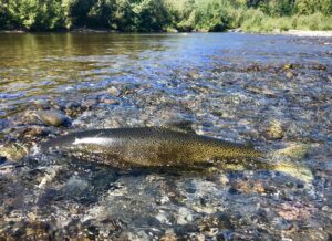 Salmon spawning