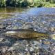 LitLinks: How to write a persuasive poem through the eyes of a salmon