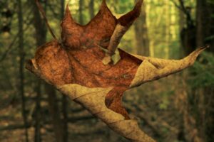 Fall-291998208_910505fa42_b
