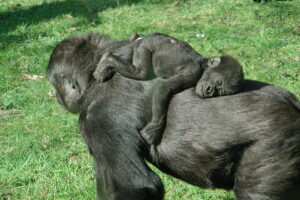 Primate-gorilla