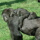 LitLinks: How to use primates to teach across the curriculum