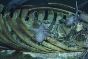 Whale Fall discovery by Nautilus