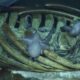 LitLinks: Let’s compare a whale fall and a tree fall