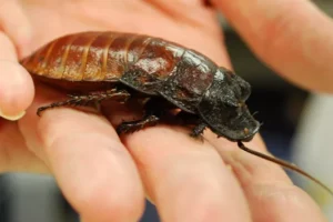 adagarsar-hissing-cockroach