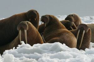Walruses