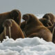 LitLinks: Surprise! Walruses can help you teach reading + phonics
