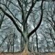 LitLinks: How to use trees to understand how we communicate