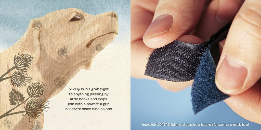 Burrs inspire Velcro