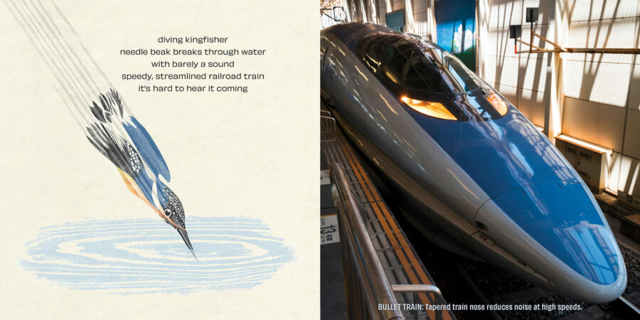 Kingfisher inspires bullet train design