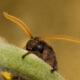 LitLinks: Build map-reading and compare- contrast skills with a tiny possum and a moth