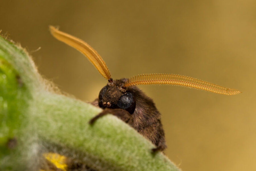 LitLinks: Build map-reading and compare- contrast skills with a tiny possum and a moth