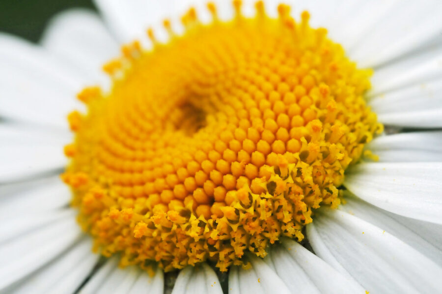 Center of a daisy
