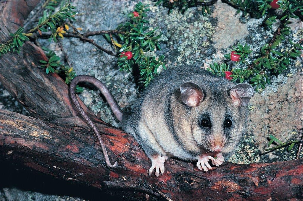 Mountain Pygmy Possum