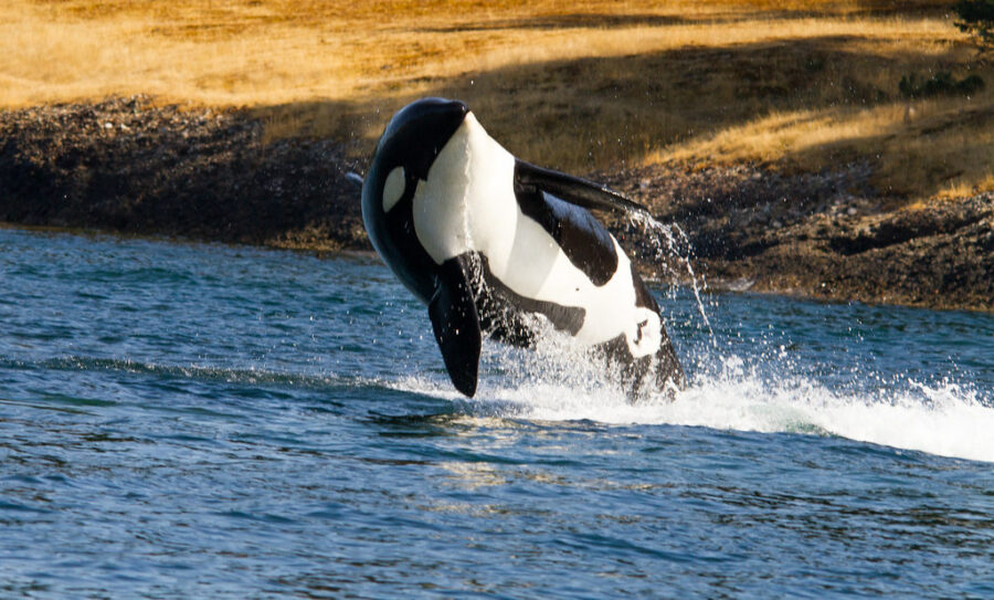 Orca-breaching