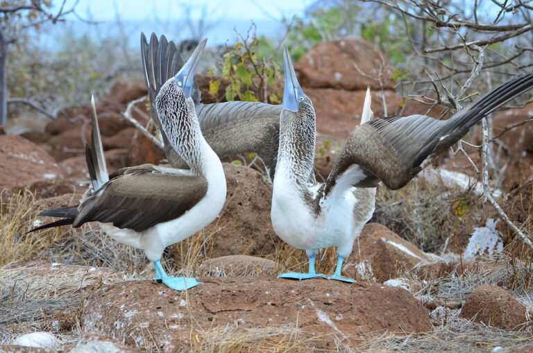 blue-footed-boobies