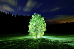 glowing tree