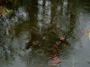 weather-photo-rain