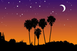 stars-moon-palms